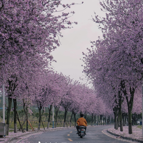 秋秋11于2023-04-19 20:04发布的图片