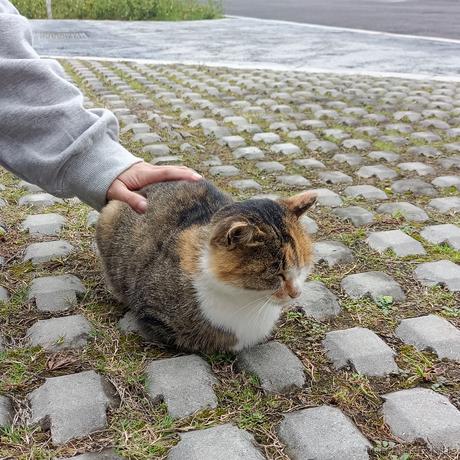 不吃青椒啊于2022-11-24 10:31发布的图片