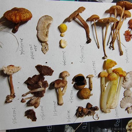 Uwiling于2022-12-03 22:59发布的图片