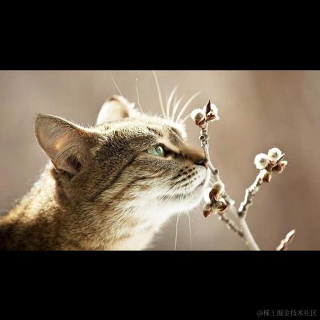 奶淇琳究竟吃什么于2022-12-25 22:19发布的图片