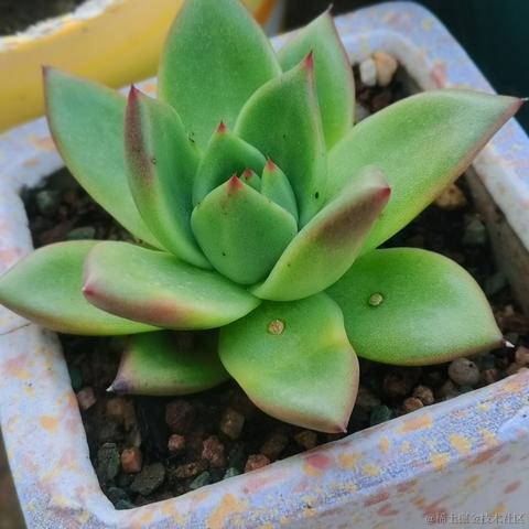 月季花于2022-11-23 17:17发布的图片