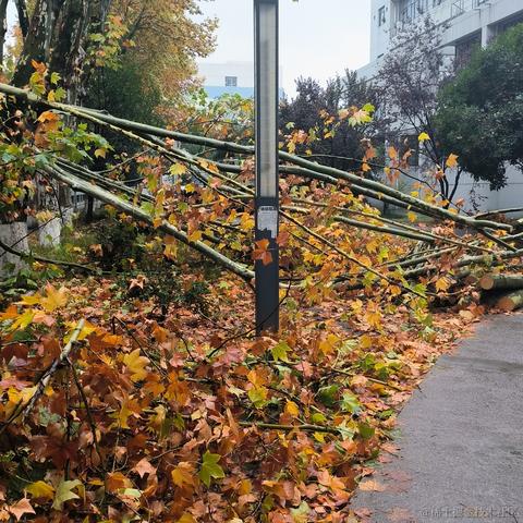 嘉然今天吃战斧牛排于2022-11-17 13:51发布的图片