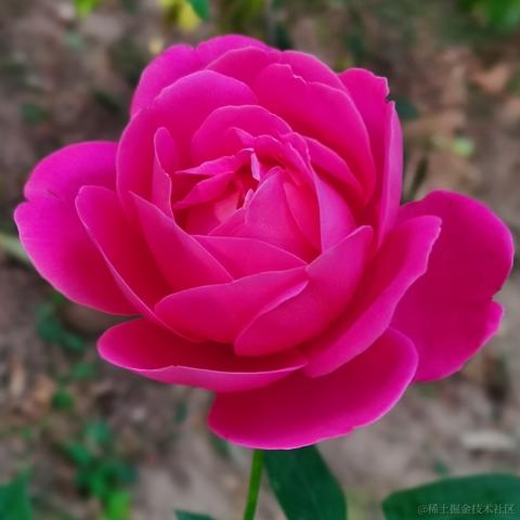 月季花于2022-11-24 09:59发布的图片