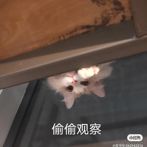 酱油味的可乐于2021-10-21 18:08发布的图片