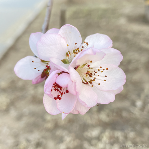 无辜的玫瑰花于2023-03-18 18:05发布的图片