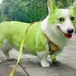 无敌毛毛虫于2024-04-24 11:11发布的图片