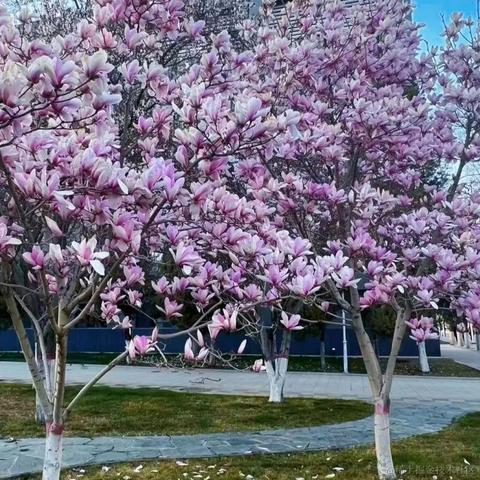 清欢N于2023-04-08 19:33发布的图片