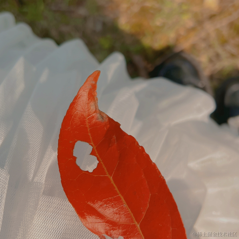 红毛丹于2022-04-20 09:44发布的图片