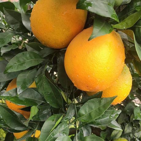 纯良贝极星一位于2022-12-04 21:04发布的图片