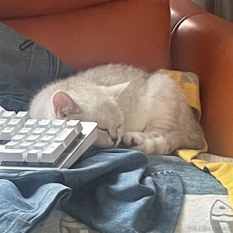 喵怼怼于2023-05-12 15:42发布的图片