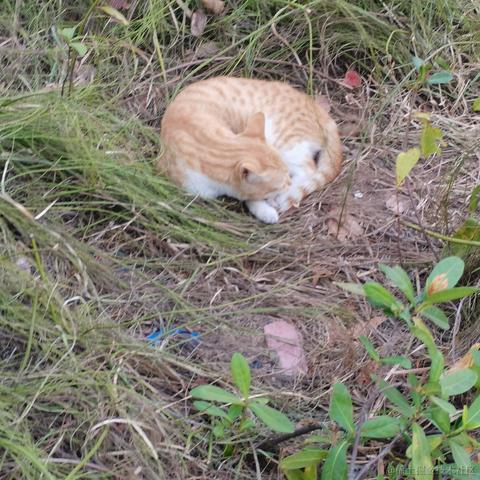 可是诗人说谎太多于2022-11-15 08:17发布的图片