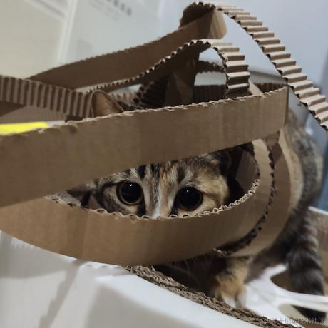 苏菲于2022-04-18 22:06发布的图片