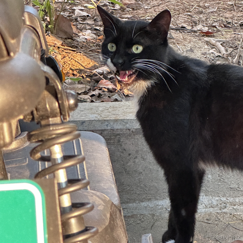 面包泡牛奶于2023-06-02 08:51发布的图片