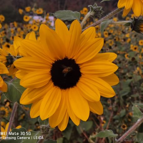 sun_flower于2023-06-26 17:33发布的图片