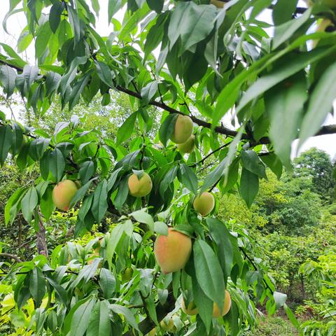 pdudo于2023-06-23 14:03发布的图片