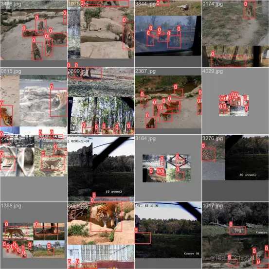高精度老虎检测识别系统4946.png