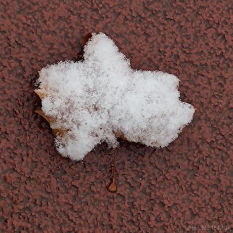 露早gogo于2022-11-29 18:46发布的图片