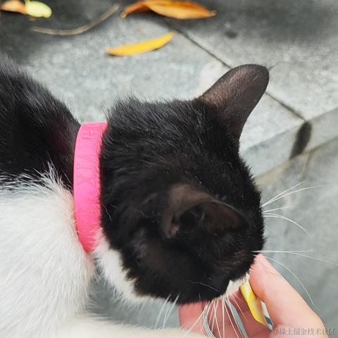 灵小猫于2022-11-23 08:00发布的图片