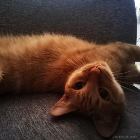 orangecat于2023-05-13 09:59发布的图片