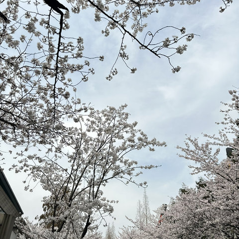 自由的_鱼于2023-03-20 17:33发布的图片