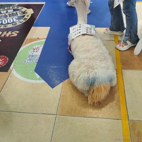 泠铃鸢音于2023-07-11 22:37发布的图片