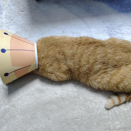 柯西西西于2023-05-18 10:13发布的图片