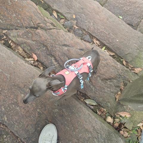 尼古拉斯阿柴于2023-05-27 10:53发布的图片