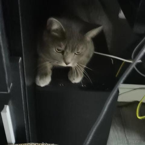 咪了个喵瞄咪于2022-06-06 10:03发布的图片