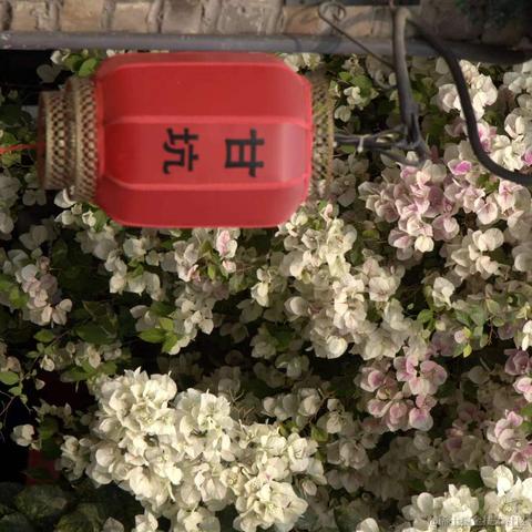 折花赠汝于2023-03-13 16:57发布的图片