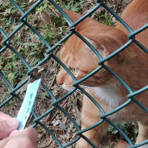 1010A于2022-10-19 23:09发布的图片